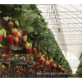 agricultural greenhouse strawberries growing systems